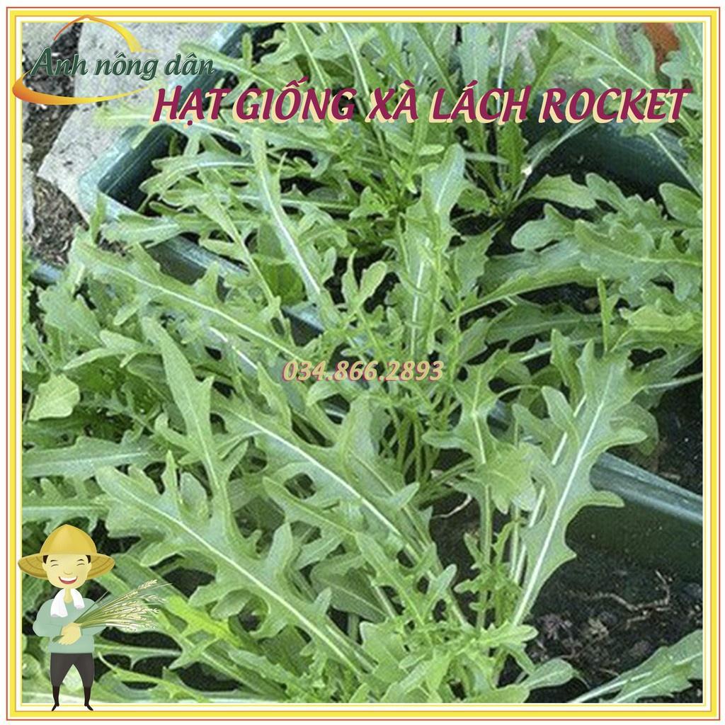 Gói 2gr Hạt giống rau xà lách rocket, rau arugula F1 cao sản chất lượng cao