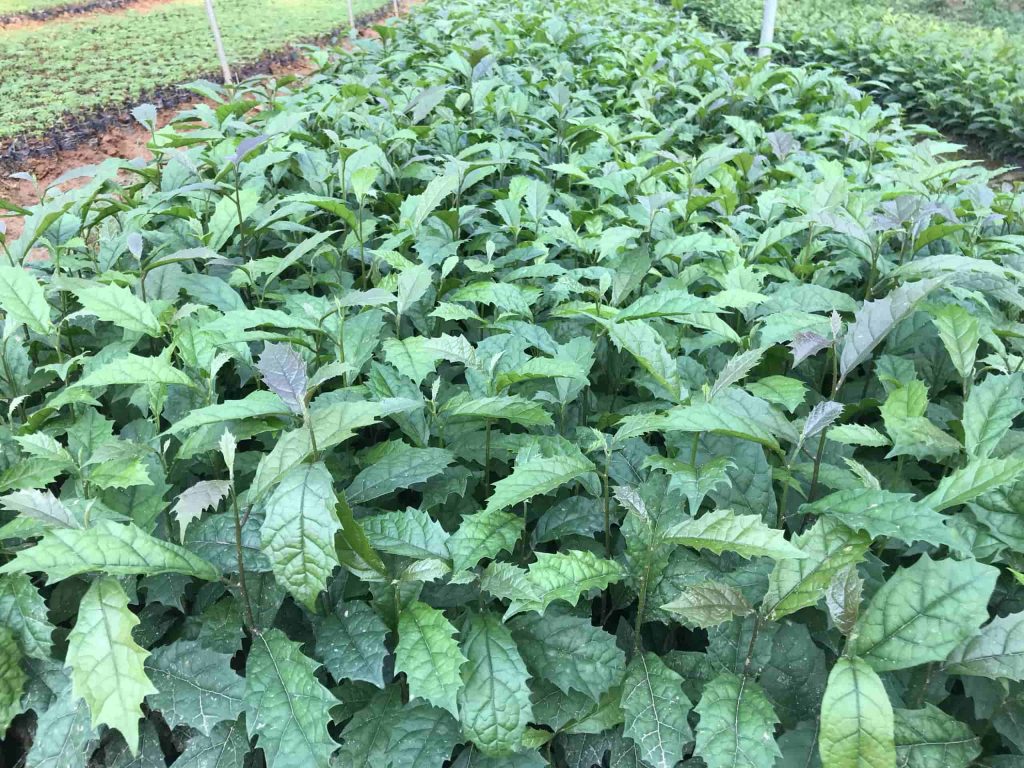 CÂY XẠ ĐEN HÒA BÌNH GIỐNG