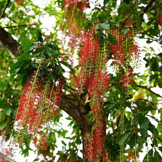 Hạt giống cây lộc vừng hoa đỏ - Gói 5 hạt - KNS3