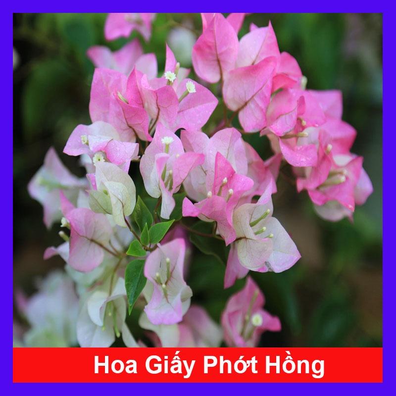 Cây Hoa Giấy Phớt Hồng - cây cảnh để bàn + tặng phân bón cho cây mau lớn