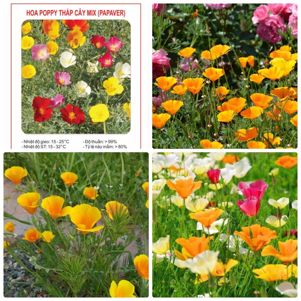Hạt Giống Hoa poppy Loại mix màu dễ trồng kháng sâu bệnh Hoa Nở Siêu Đẹp