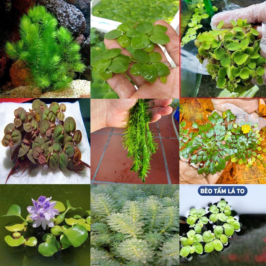 Tổng hợp các loại bèo , rong thủy sinh hồ cá bể cá