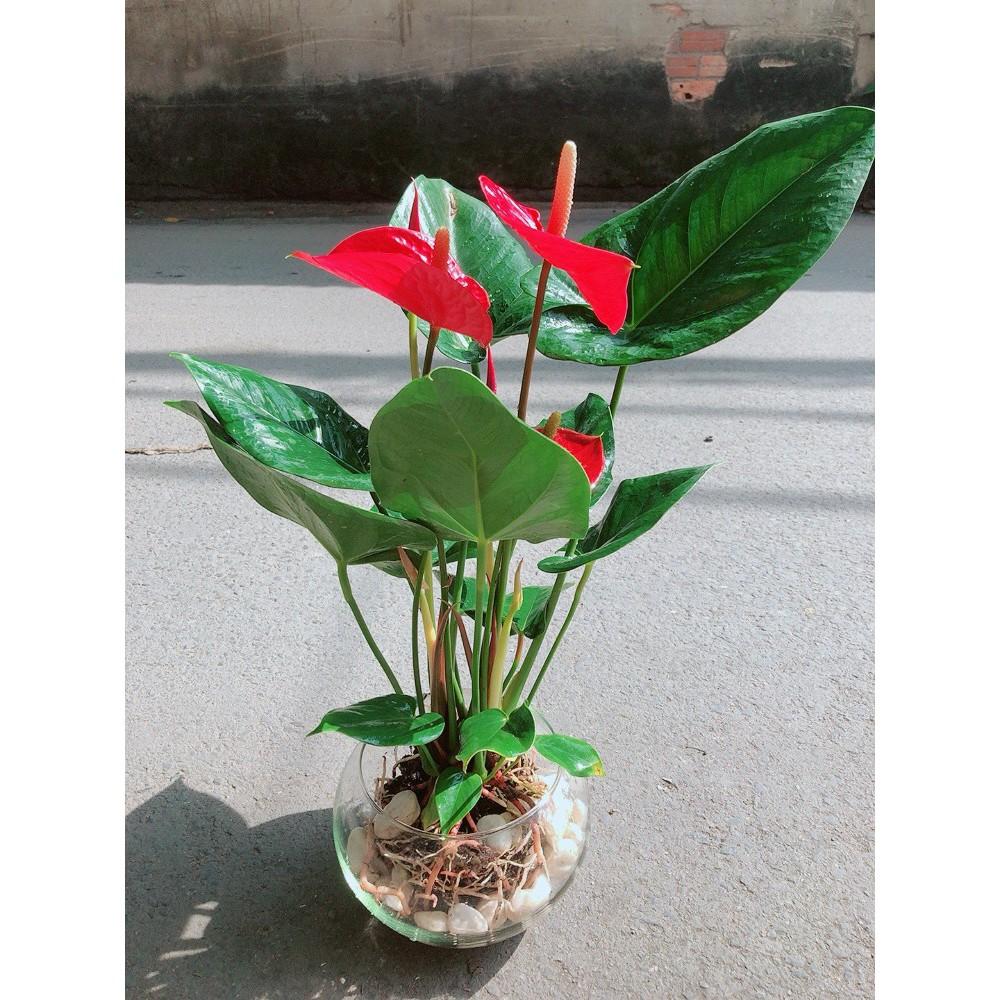Chậu Cây Hồng Môn Thủy Sinh Size Lớn