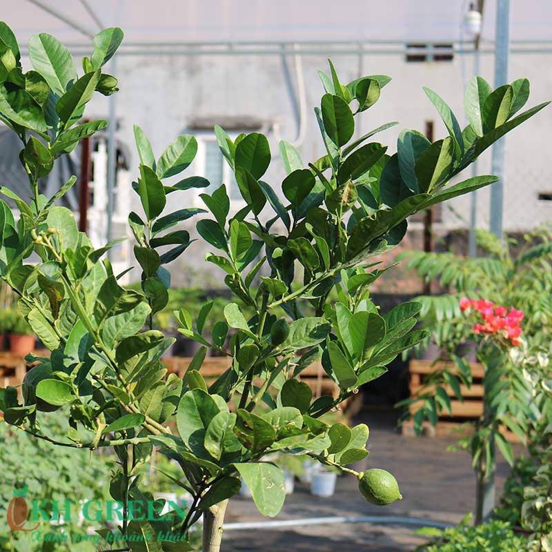 CÂY CHANH VÀNG HAWAI MỸ CHẤT LƯỢNG UY TÍN
