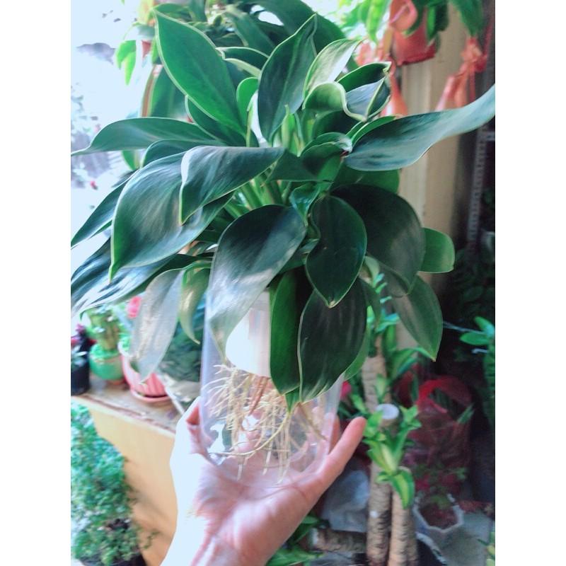 Chậu Trầu Bà Đế Vương Thuỷ Sinh