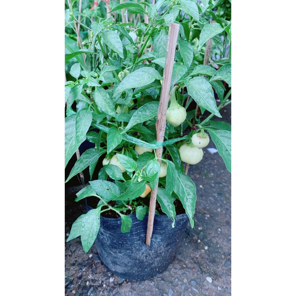 Cây Ớt Cà Trái Như Quả Cà