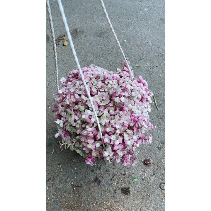 Chậu Lan Thái Hồng