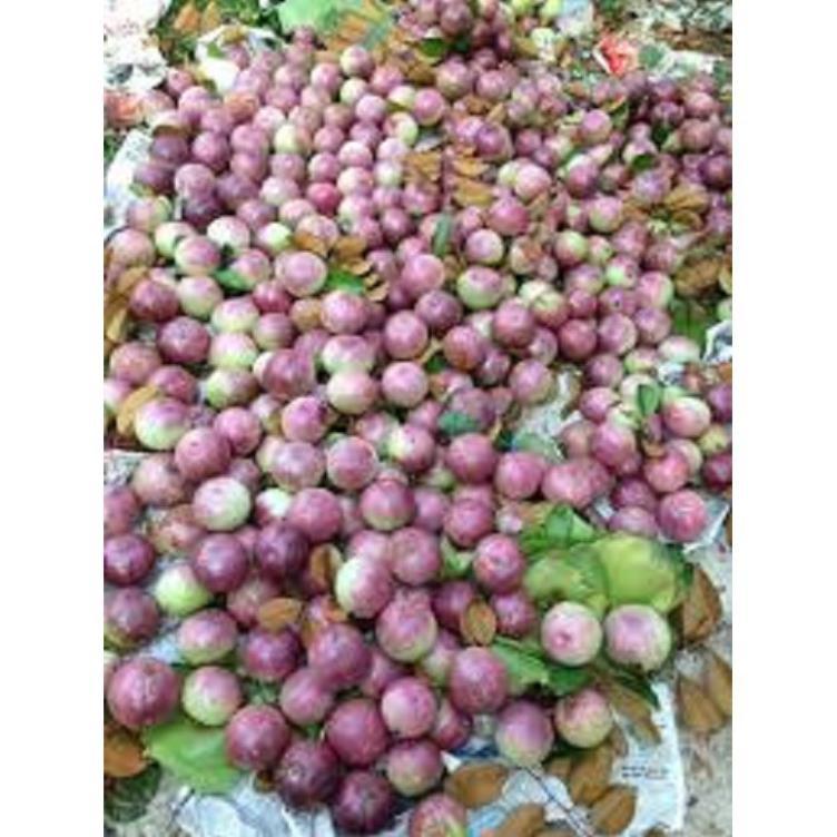 Cây giống vú sữa tím hàng cây giống chuẩn F1
