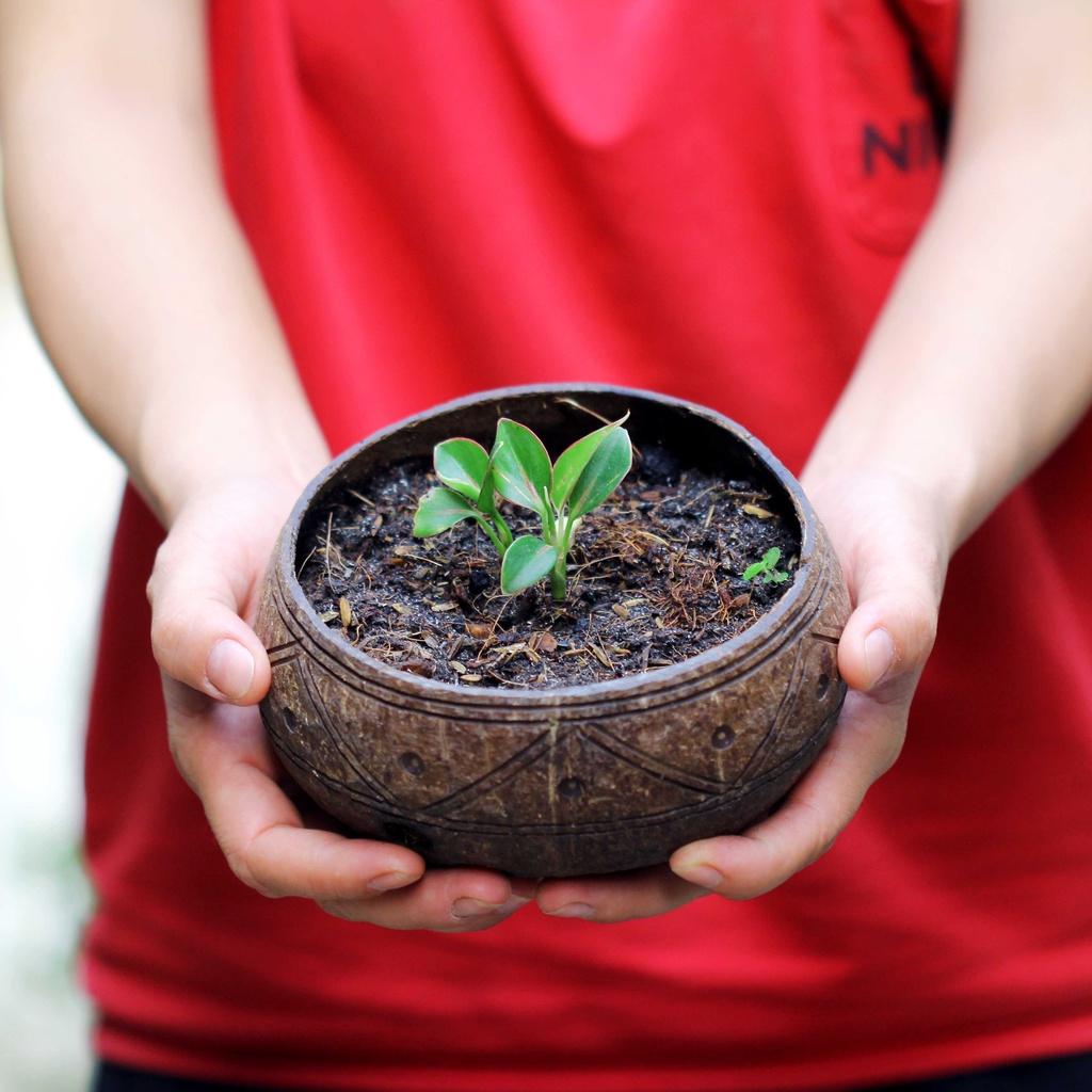 Gáo dừa thô TRỒNG LAN I CÂY CẢNH