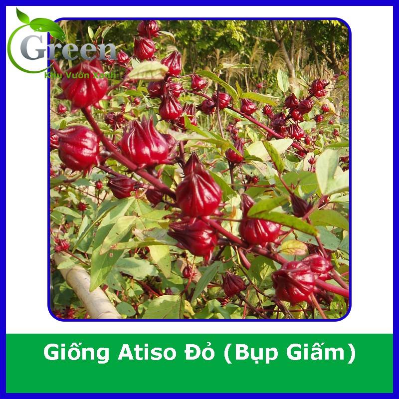 Hạt Giống Cây Atiso Đỏ Bụp Giấm