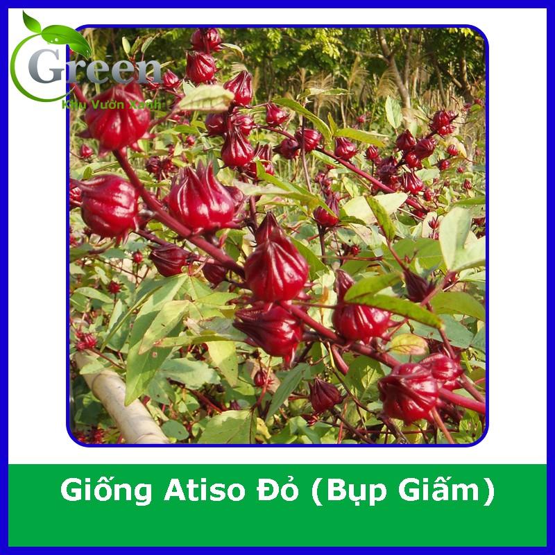 Hạt Giống Cây Atiso Đỏ Bụp Giấm (50H)