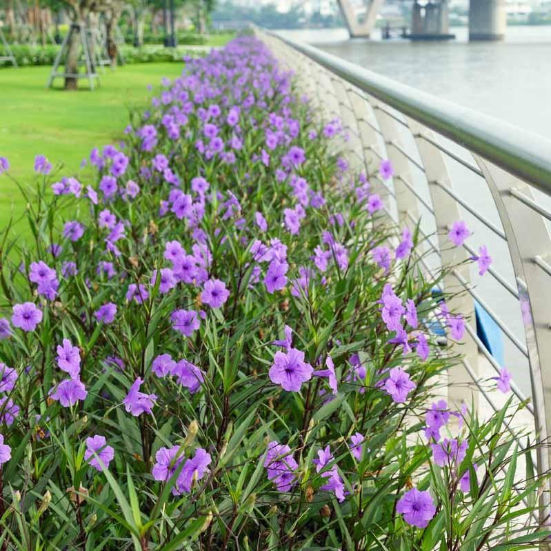 Combo 50 cây giống hoa chiều tím