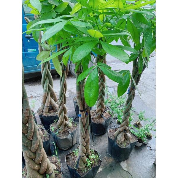 Cây Kim Ngân Lớn