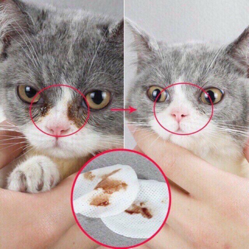 bông lau vết ố mắt cho chó mèo