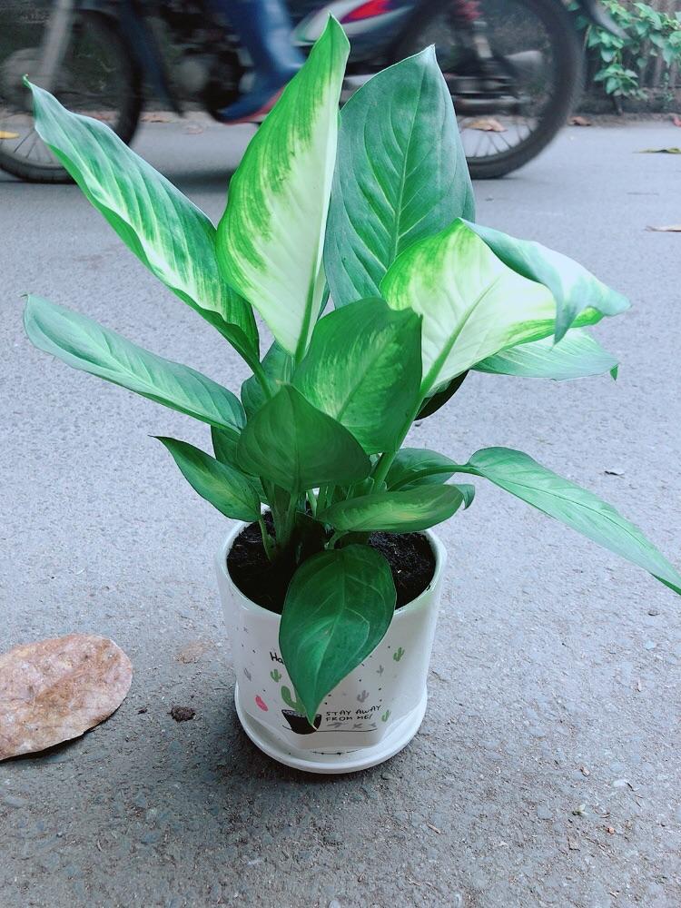 Chậu Cây Vạn Niên Thanh