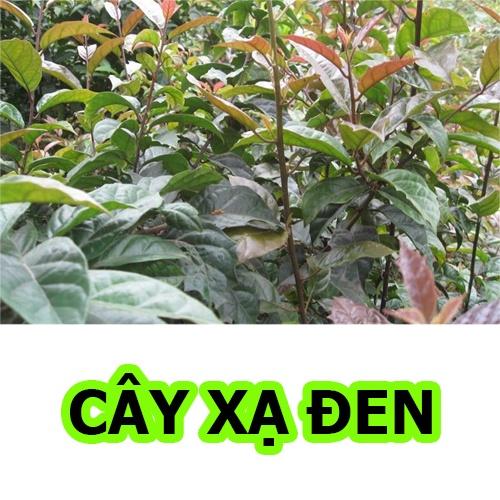 Cây xạ đen loại cây giống rất quý mỗi gia đình nên có 1 cây trong nhà vừa làm cảnh vừa làm t huốc