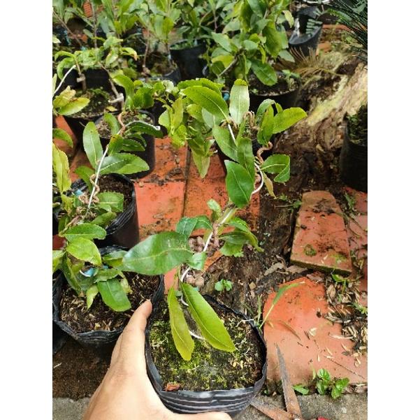 Cây mai giống tự quắn - cây lớn