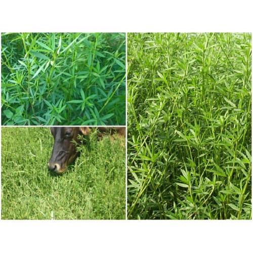 Hạt Cỏ Chăn Nuôi Stylo - Cỏ Họ Đậu - Gói 1kg - Cỏ Chăn Nuôi