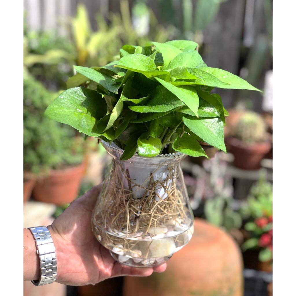 Chậu thủy tinh cây trầu bà thái xanh