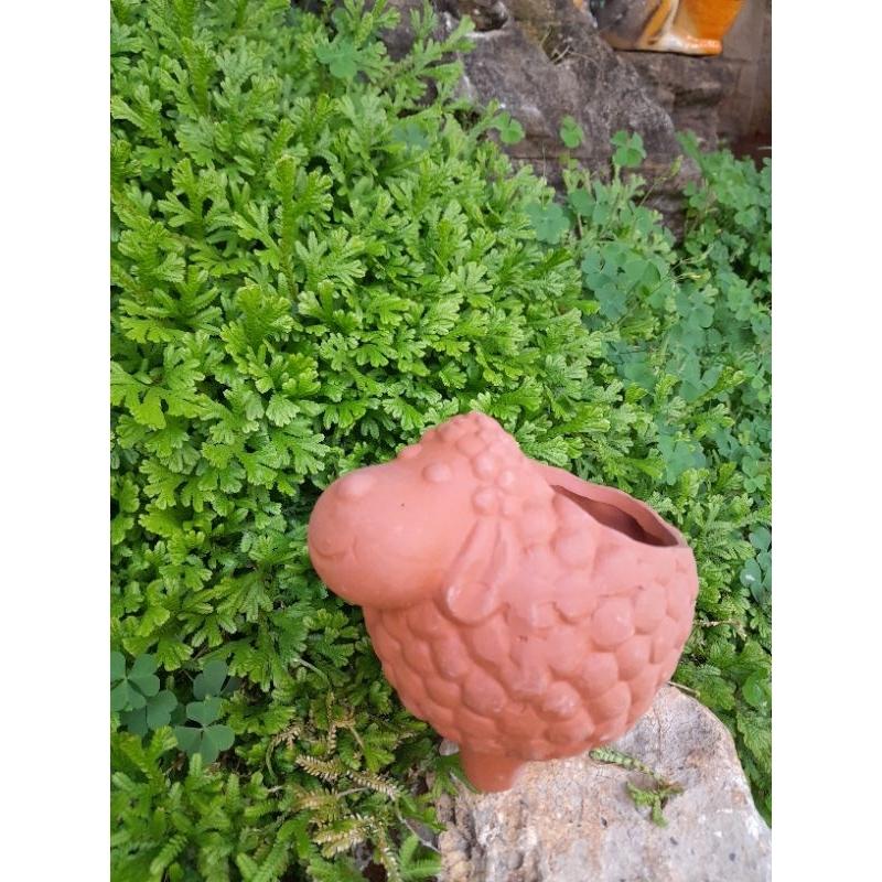 Chậu Trồng Sen đá - chậu trồng cây mini - chậu mini dài 14cm, rộng 9cm, cao 13cm