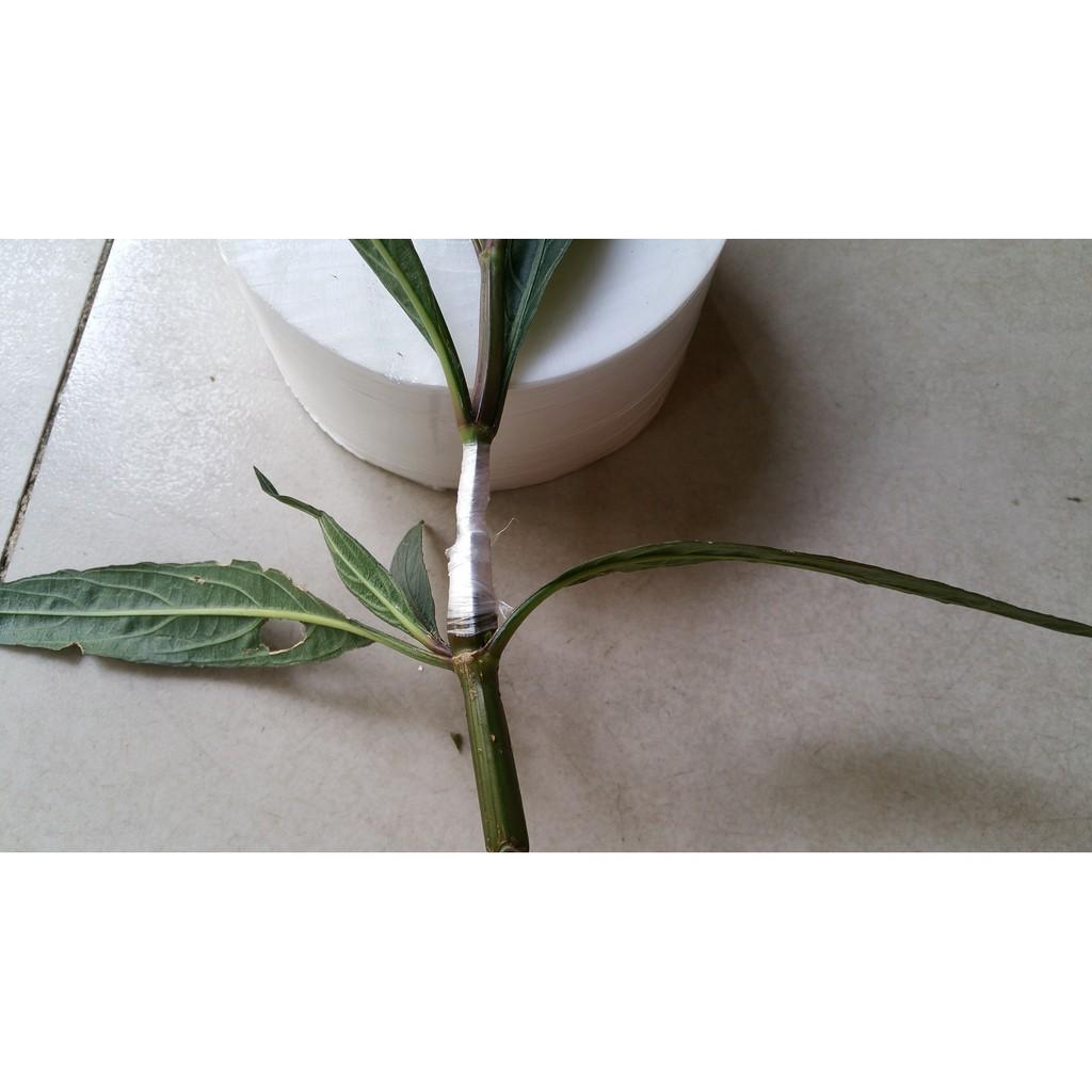Băng ghép cây sinh học tự hủy cuộn 350gr