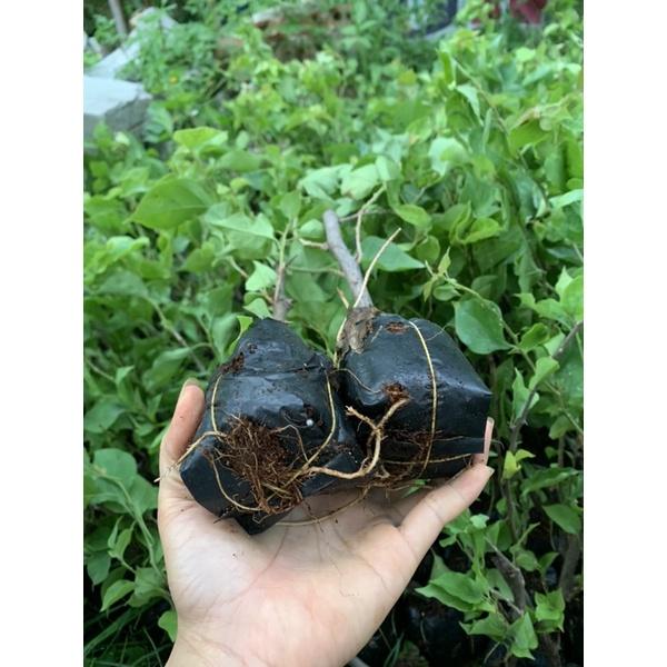 ️️FREE SHIP ️ HOA GIẤY NGŨ SẮC_CÂY CẢNH