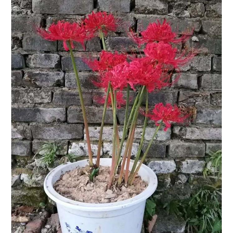 Combo 4 củ giống hoa bỉ ngạn nhiều màu