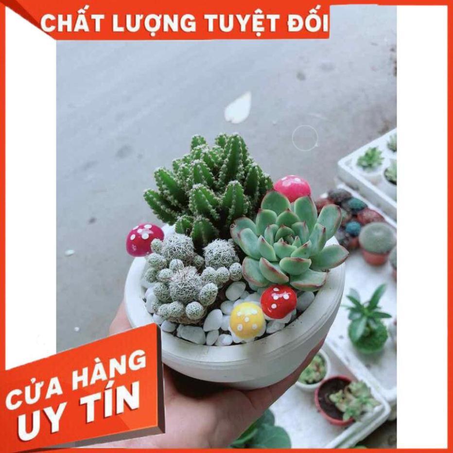 Chậu xương rồng đủ mẫu Nhiều Người Mua