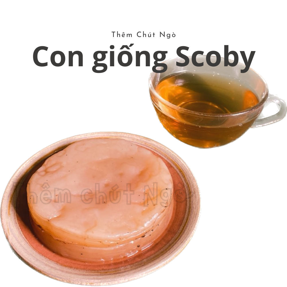 Scoby làm trà Kombucha, con giống Kombucha kèm nước mồi 150ml, con giống làm trà Kombucha