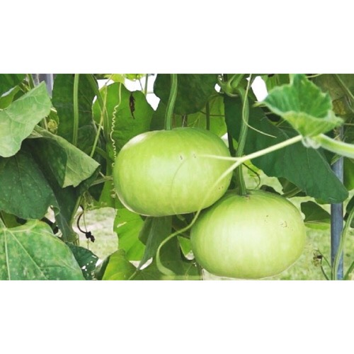 Hạt Giống Bầu Trái Tròn