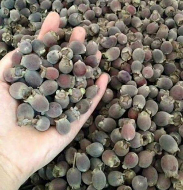 5 cây sim ăn quả cây đẹp chuẩn giống