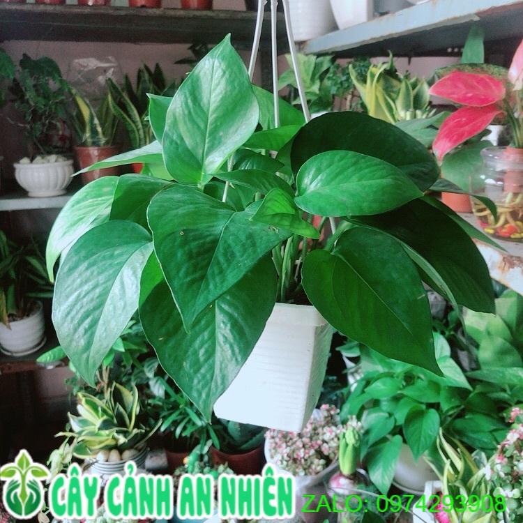 Trầu Bà Thái