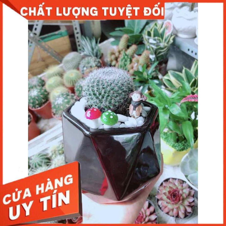 Chậu Xương Rồng Nhiều Người Mua