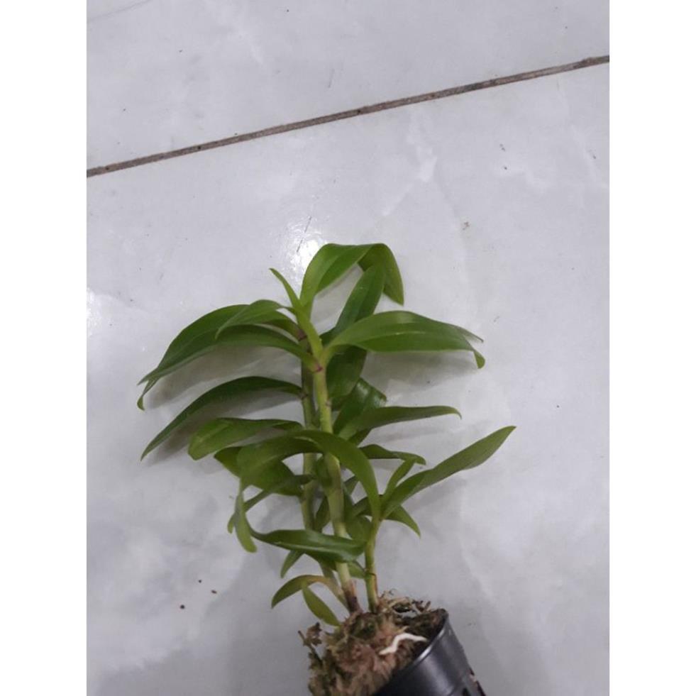 Hoa phong lan 5ct họng tím