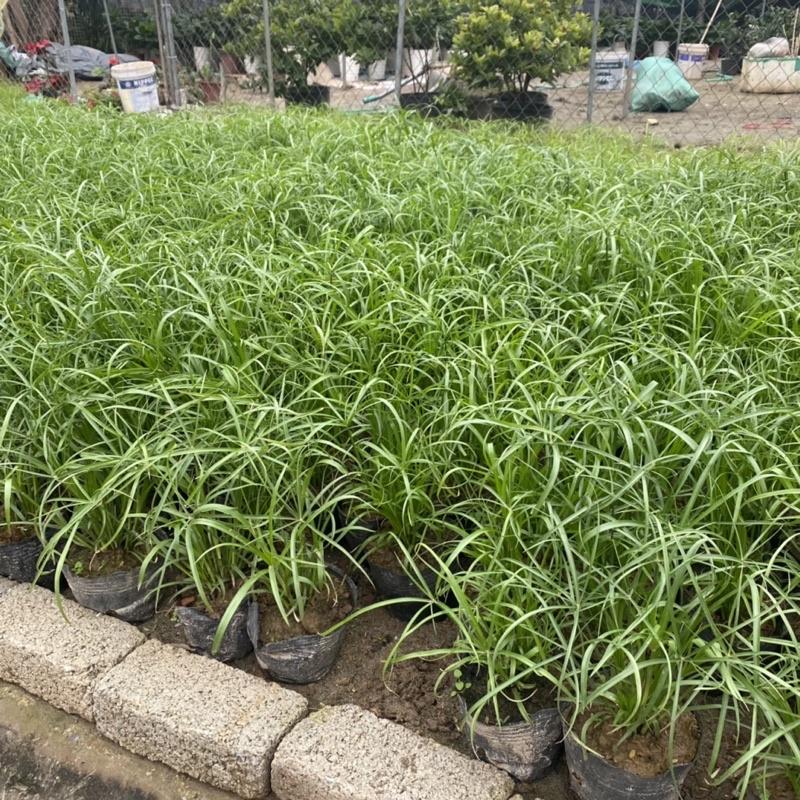 Cây thuỷ trúc trồng bịch đen trang trí sân vườn hồ cá