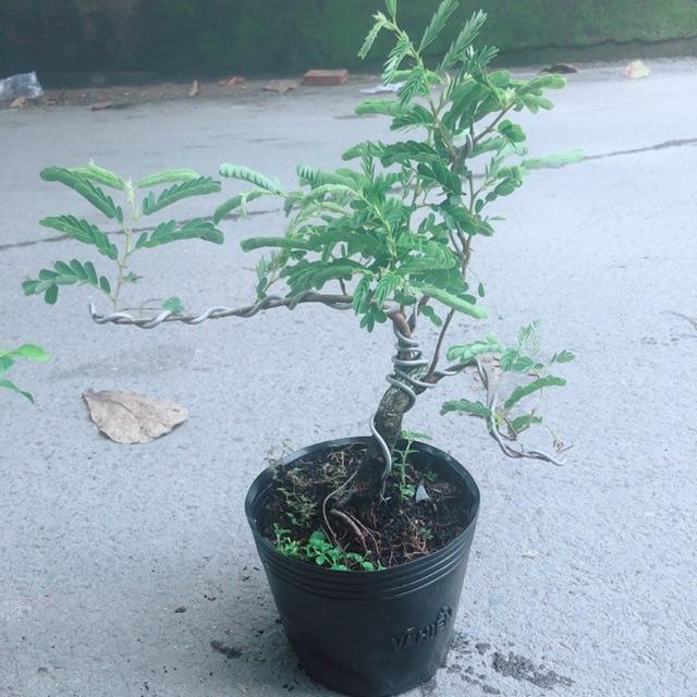 Cây Me Bonsai
