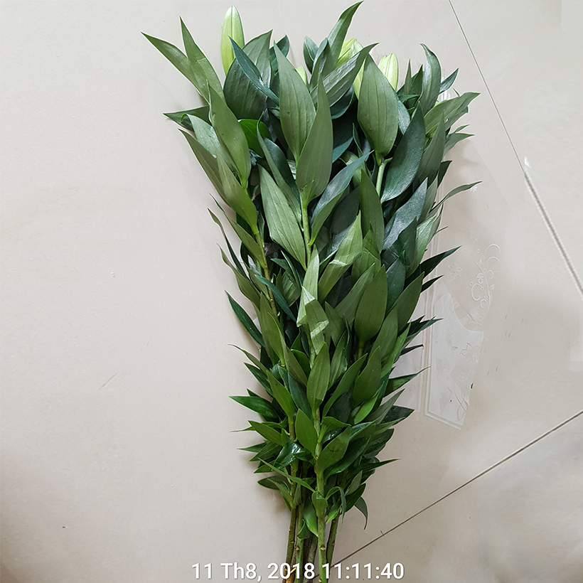 Chăm sóc hoa lâu tàn bằng bột dưỡng cho hoa cắt cành nhập khẩu Israel giữ hoa lâu tàn gấp 2 lần bình thường và 14 ngày không thay nước mới