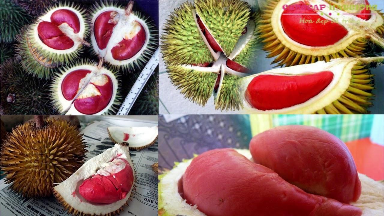 Cây SẦU RIÊNG RUỘT ĐỎ, cây giống mới to khỏe