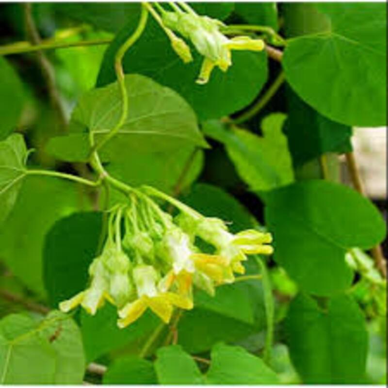 Cây giống cây thiên lý