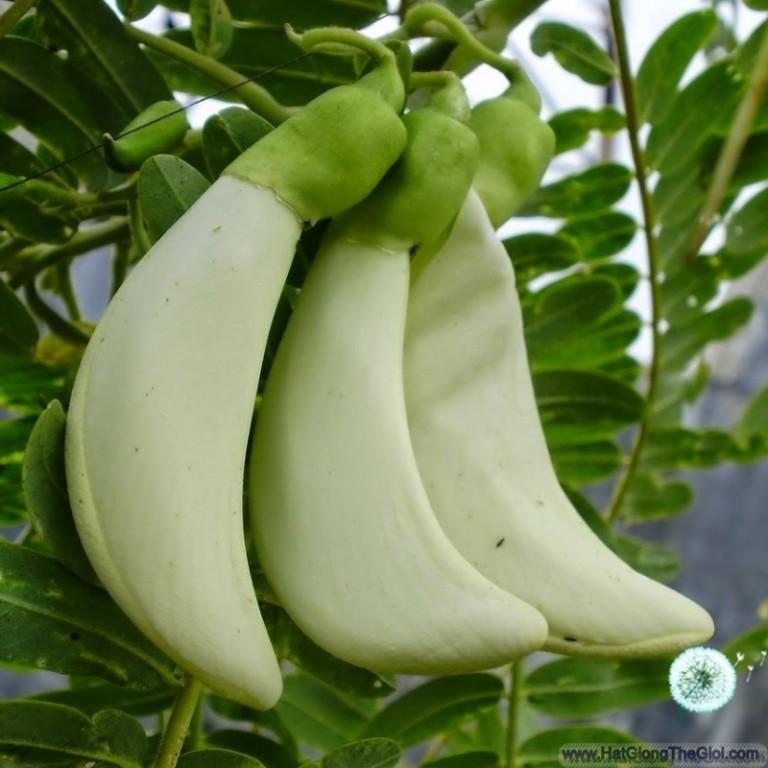 Hạt Giống So Đũa - 2gr