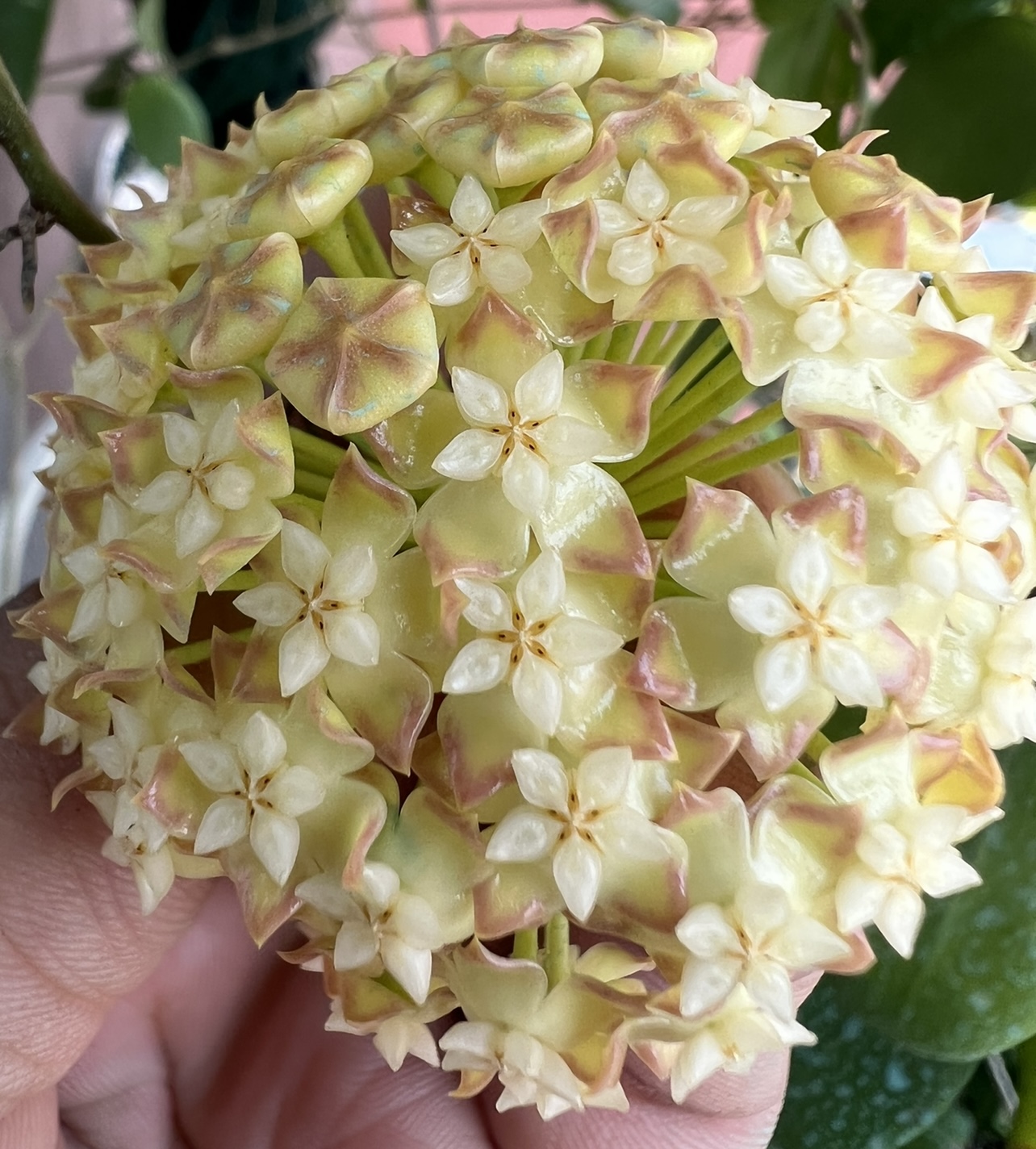 Chậu hoa Cẩm cù crassicaulis thân leo kích thước như hình, hoa rất thơm mùi gừng, ra hoa quanh năm