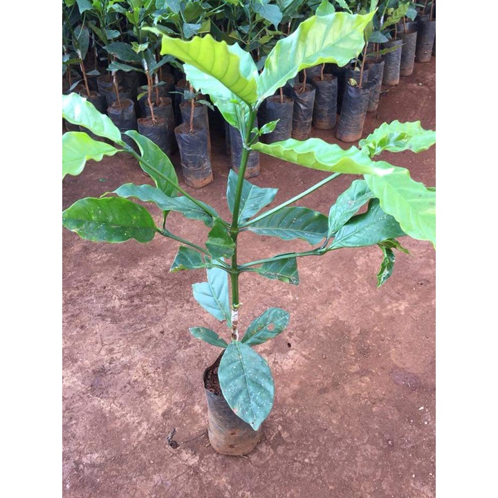 Cây giống cà phê