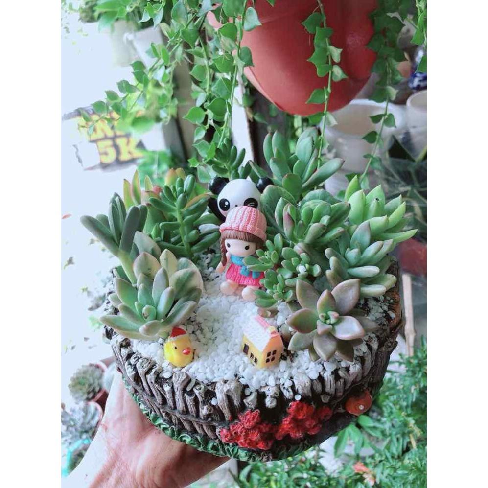 Chậu cây sen đá tiểu cảnh Bán Chạy