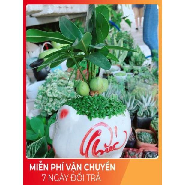 Chậu Cây May Mắn