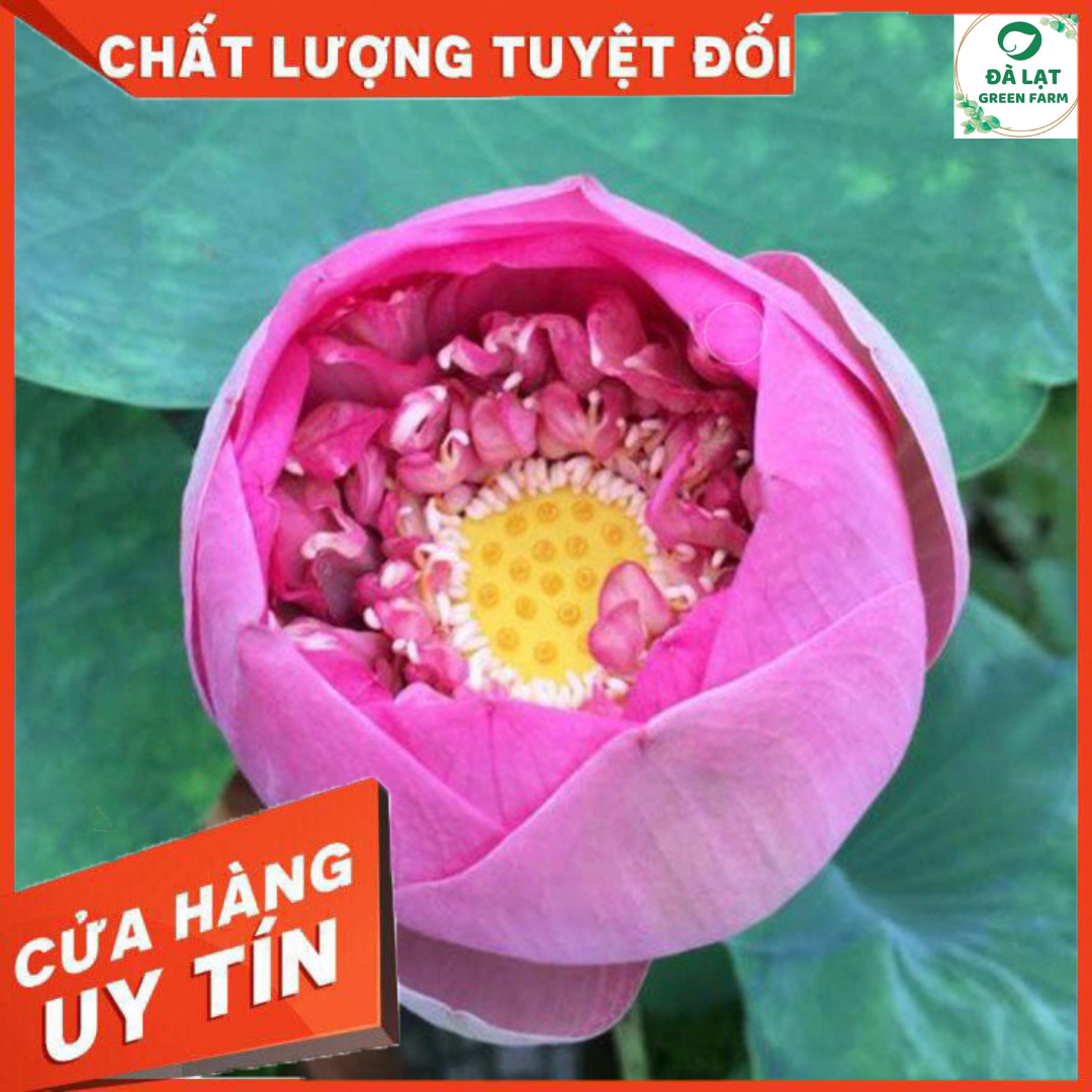 Hạt giống Sen Thái, Sen Quan Âm (5 hạt)