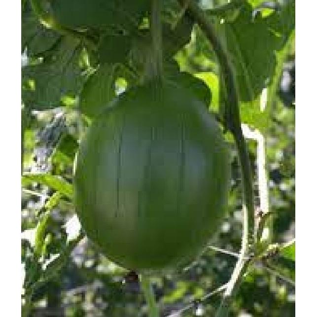 Hạt giống dưa hấu nụ - dưa hồng - dưa canh KNS3299 - Gói 10 hạt