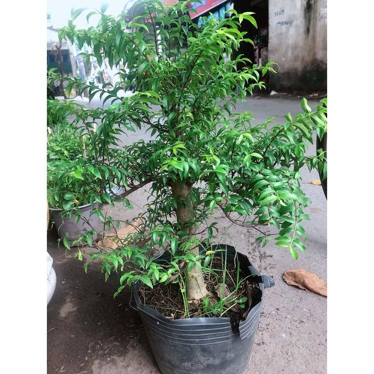 Cây Mai Chiếu Thủy, cây phôi bonsai