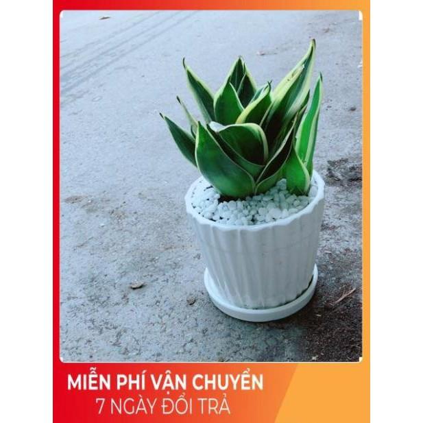 Chậu Lưỡi Hổ Thái