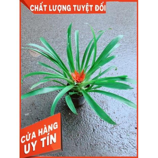 Phong Lộc Hoa