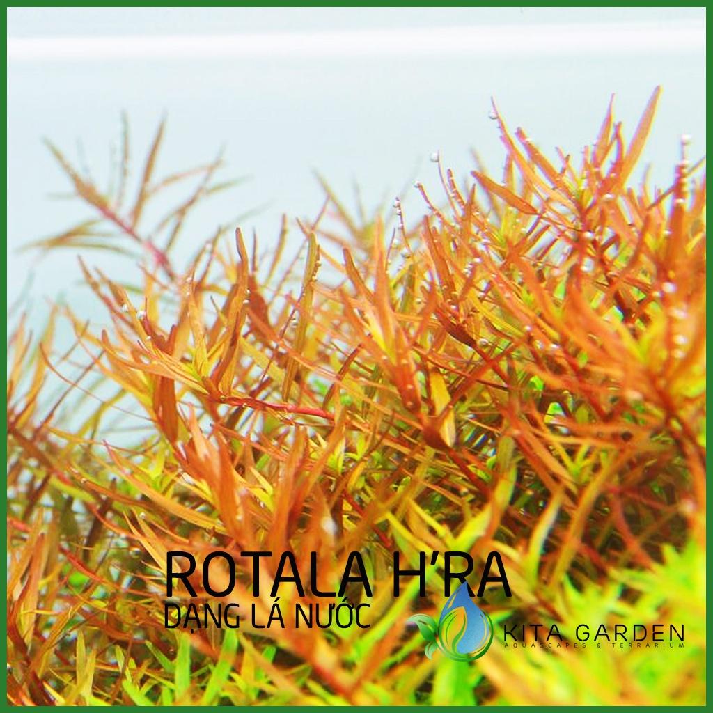 Rotala Rotundifolia Hra - Vảy Ốc Cam - Cây Thuỷ Sinh - Cây Thủy Sinh Dễ Trồng - Cây Dạng Cạn